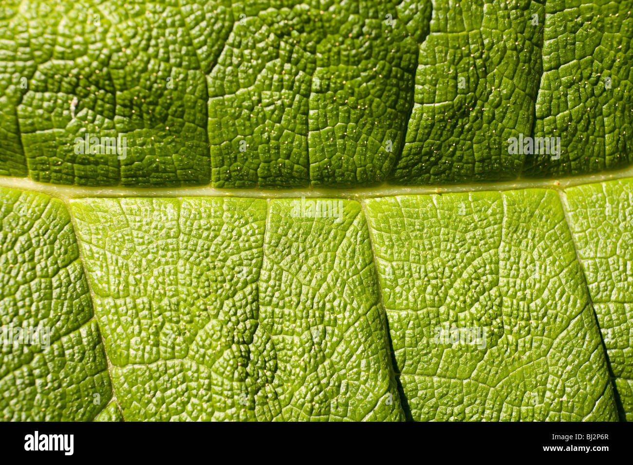 Leaf macro detail Stock Photo