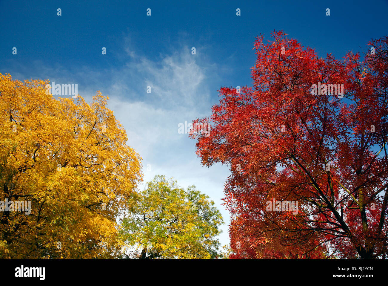 Trees in yellow and red autumn colors Stock Photo