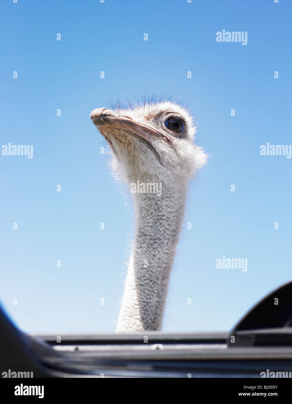 Ostrich head through sunroof Stock Photo