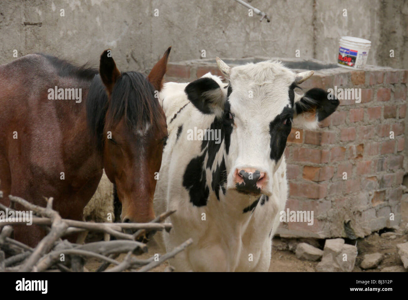 Horse cow friends hi-res stock photography and images - Alamy
