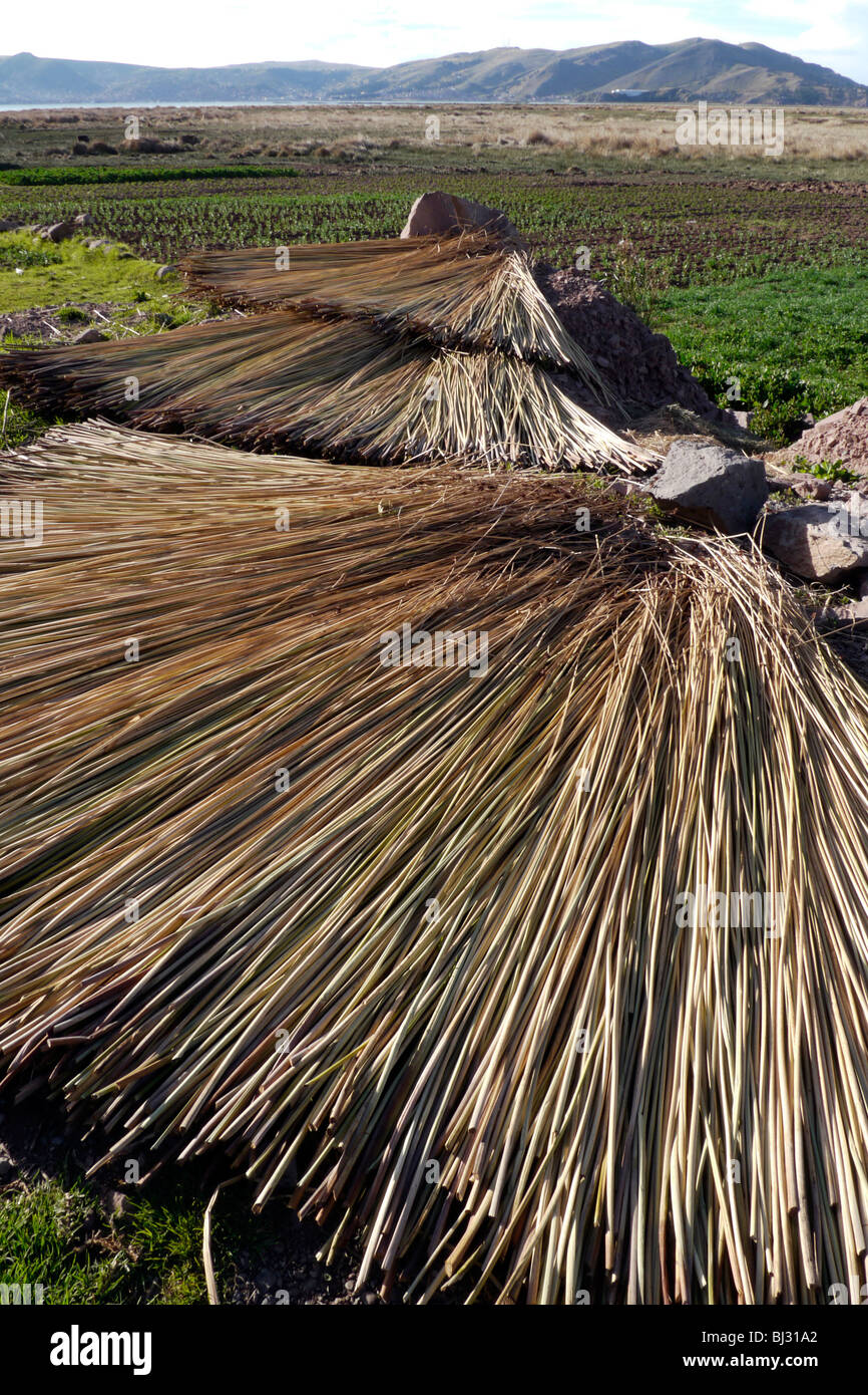 Totora reeds hi-res stock photography and images - Alamy