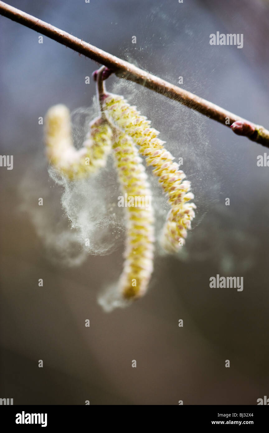 Corylus avellana. Common Hazel catkins releasing pollen in spring. UK Stock Photo