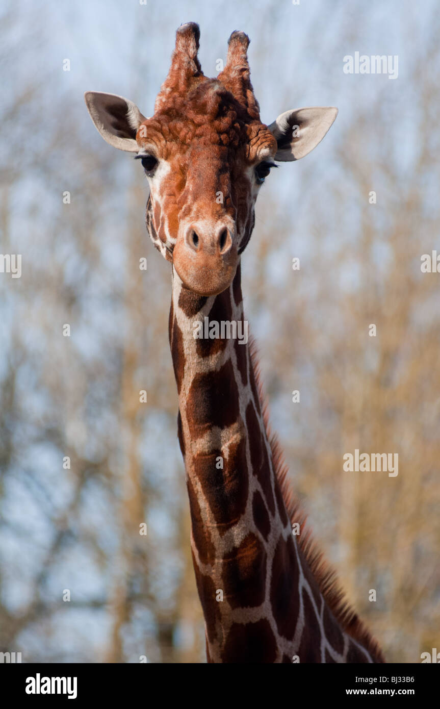 Giraffe portrait Stock Photo