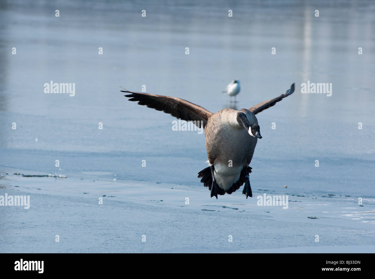 Goose landing Stock Photo