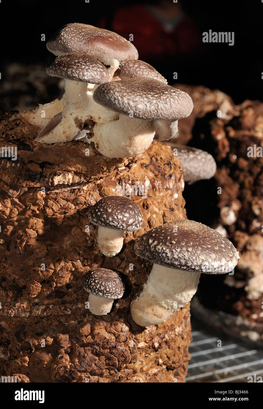 Cultivation of shiitake mushrooms indoors Stock Photo Alamy