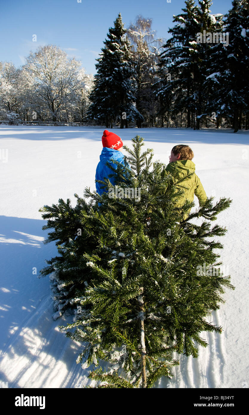 Children pulling Christmas tree in snow Stock Photo