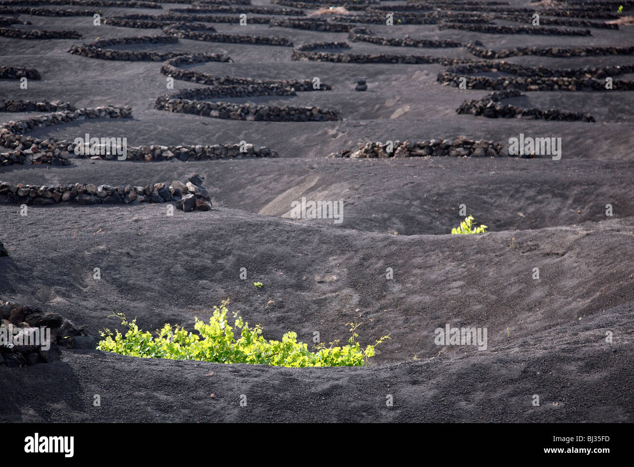 Vineyards and craters in volcanic soil dug to protect grape vines from the wind in La Geria, Lanzarote, Canary Islands, Spain Stock Photo