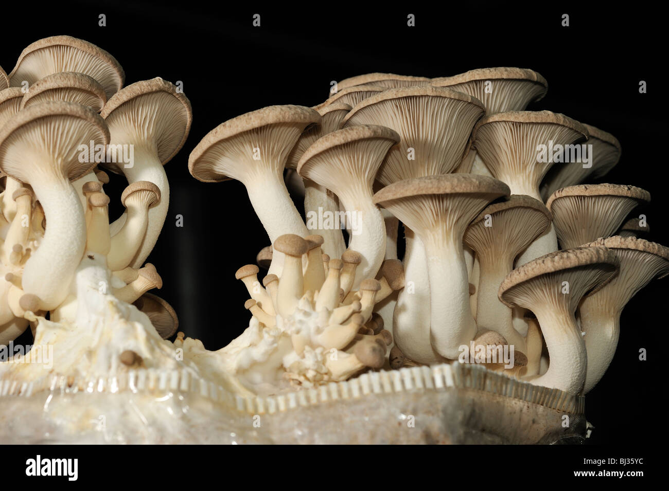Cultivation of king trumpet or king oyster mushrooms indoors Stock Photo