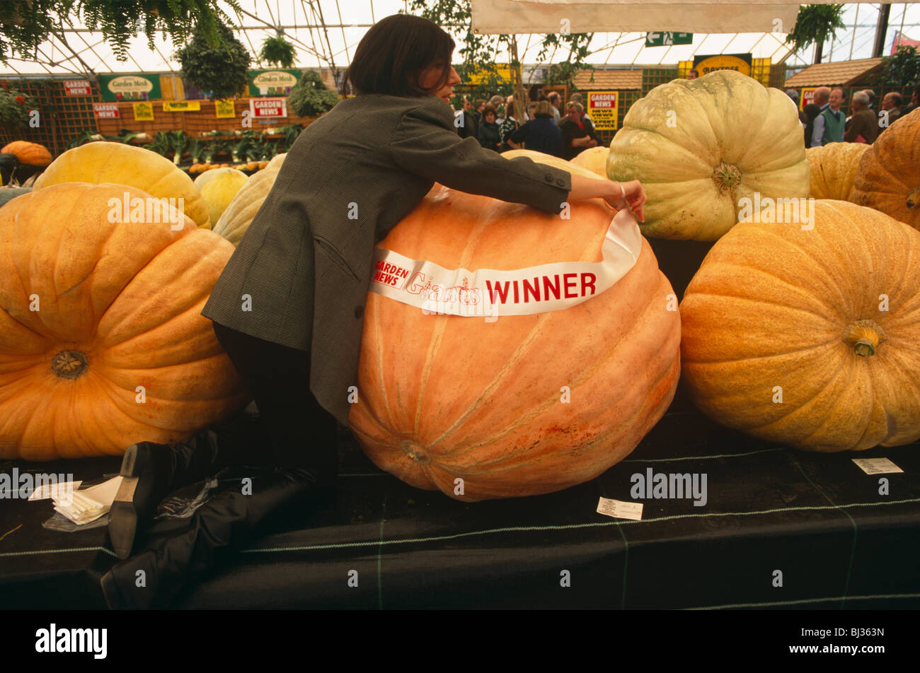 An official from the Giant Vegetable Olympics attaches the winning pumpkin contestant with a sash honouring a great victory. Stock Photo