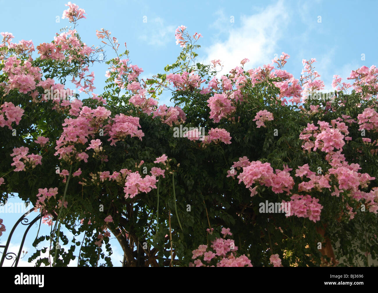 Bignoniaceae plant  in full display. Pink  blossom against blue Portuguese sunny sky. Stock Photo