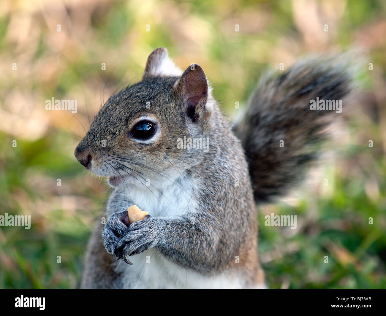 SCIURUS CAROLINENSIS OR EASTERN GRAY SQUIRREL EATING A STOLEN PEANUT ON THE INDIAN RIVER IN FLORIDA Stock Photo