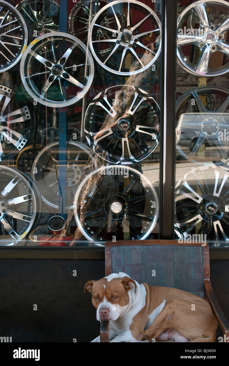 dog New York Stock Photo Alamy