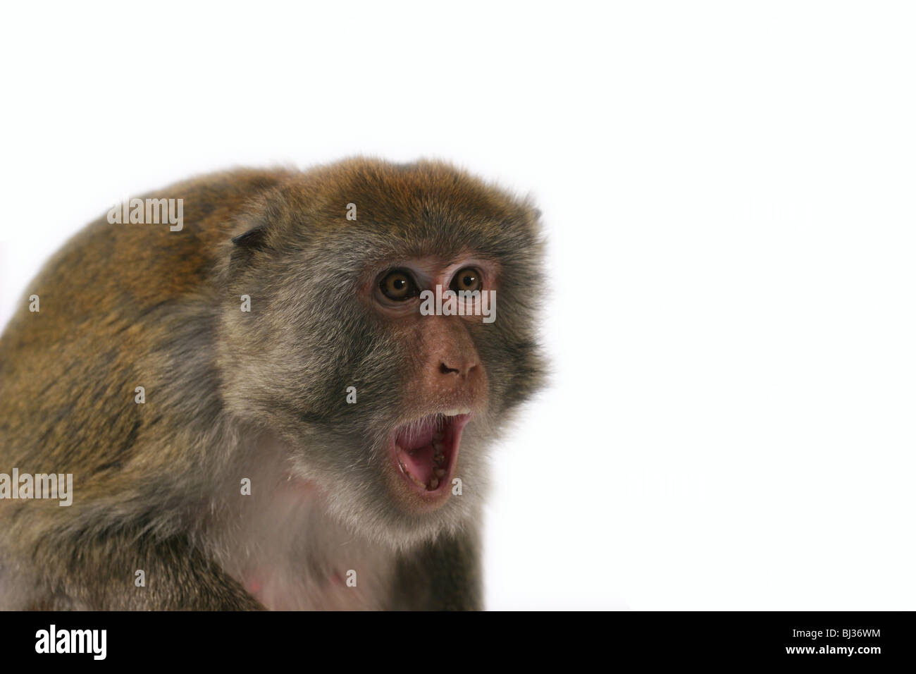Shocked Monkey Stock Photo