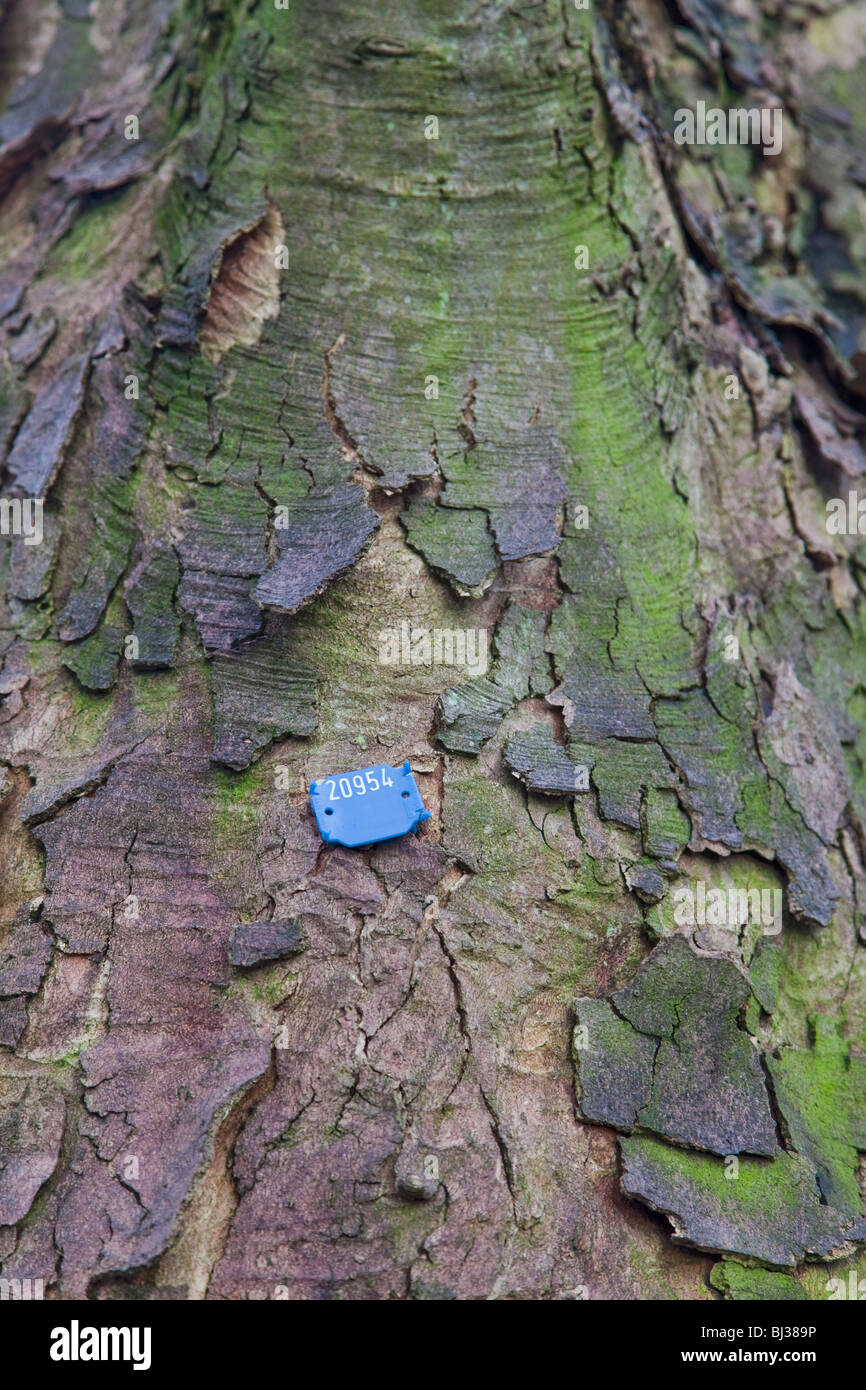 Tree identification tag hires stock photography and images Alamy