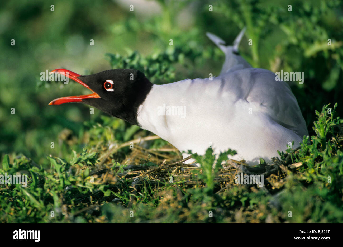 Mediterranean Gull (Ichthyaetus melanocephalus) calling from nest
