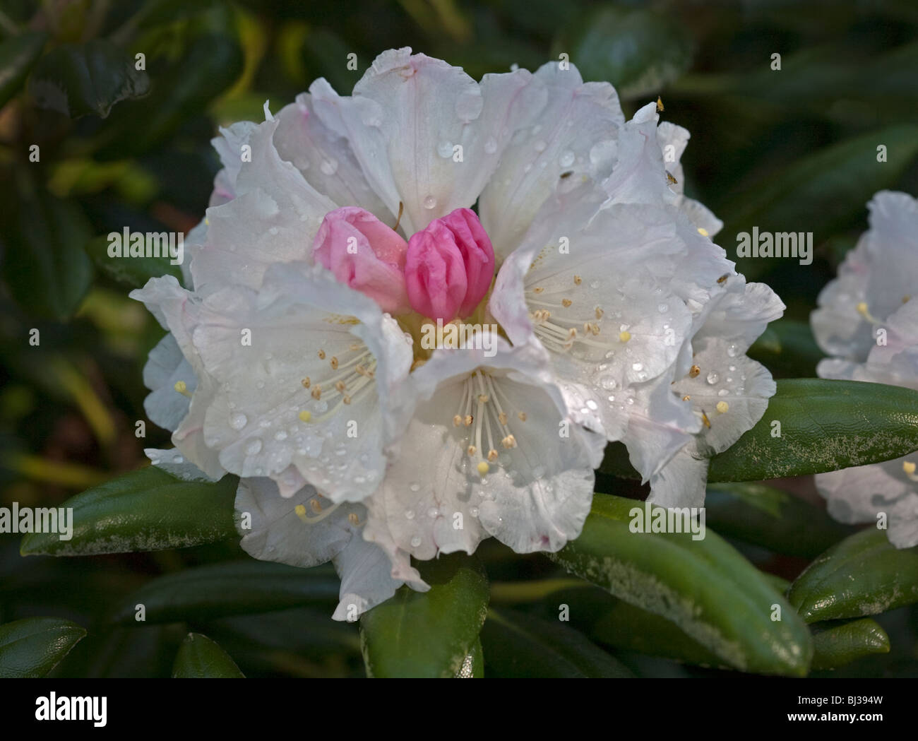 Rhododendron Yakushimanum Stock Photo
