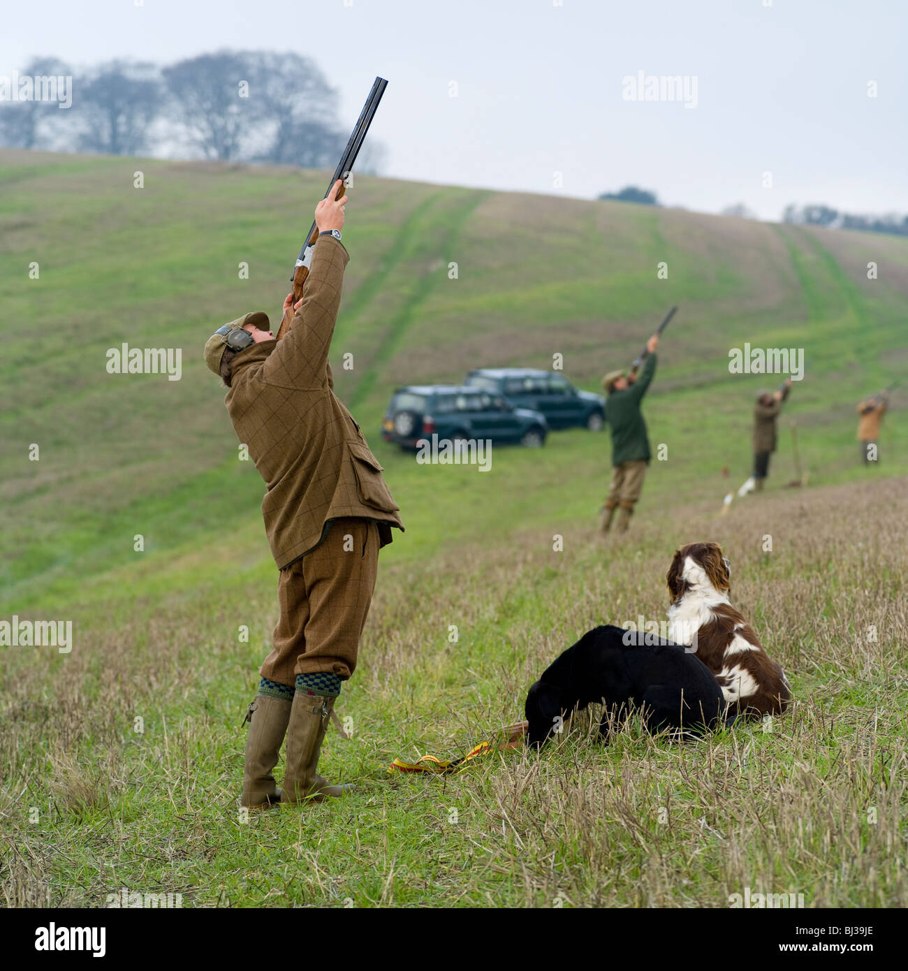 Shooting with dogs Stock Photo Alamy