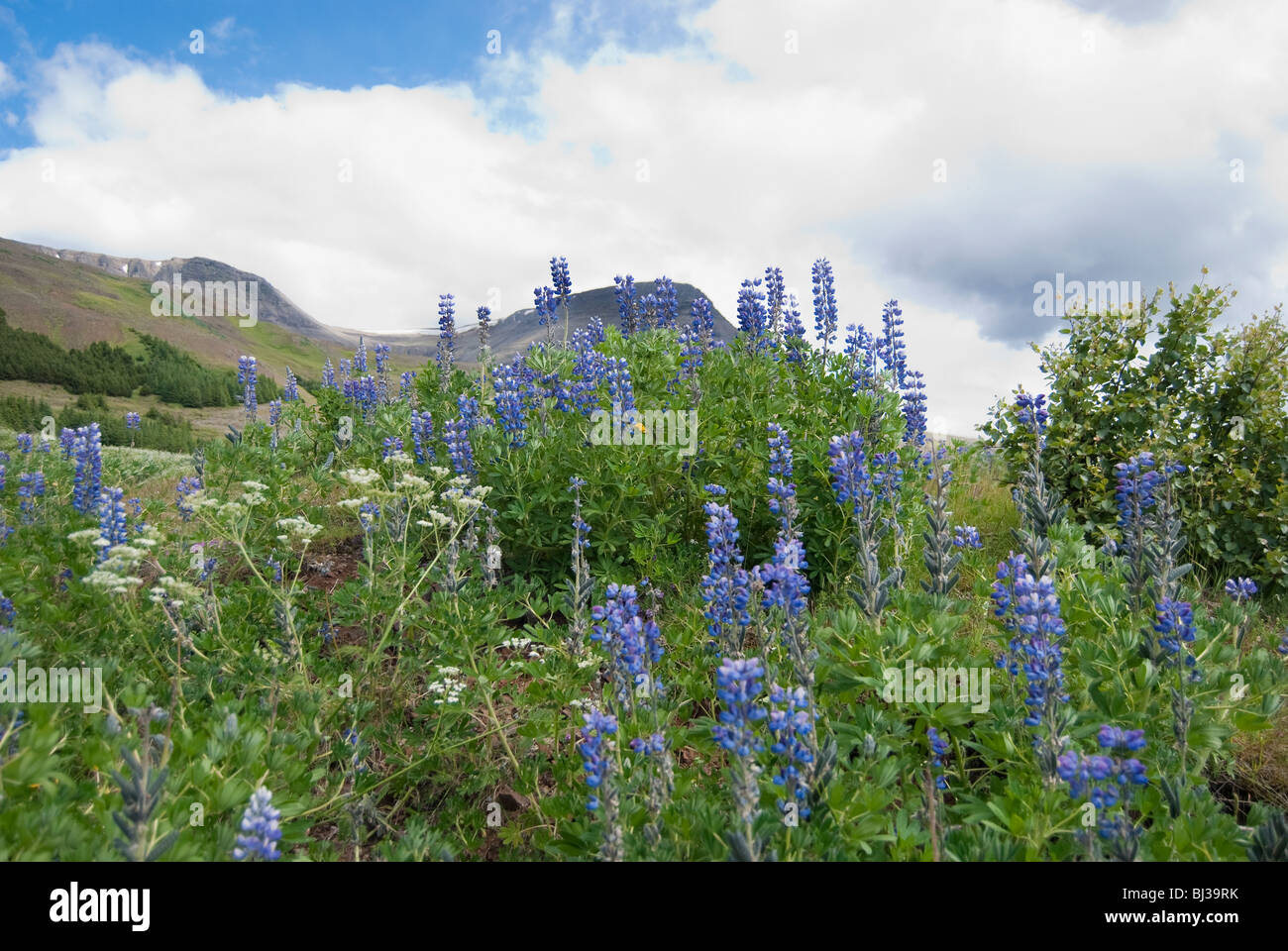 Wild flowers on Mt. Esja, south-west Iceland Stock Photo