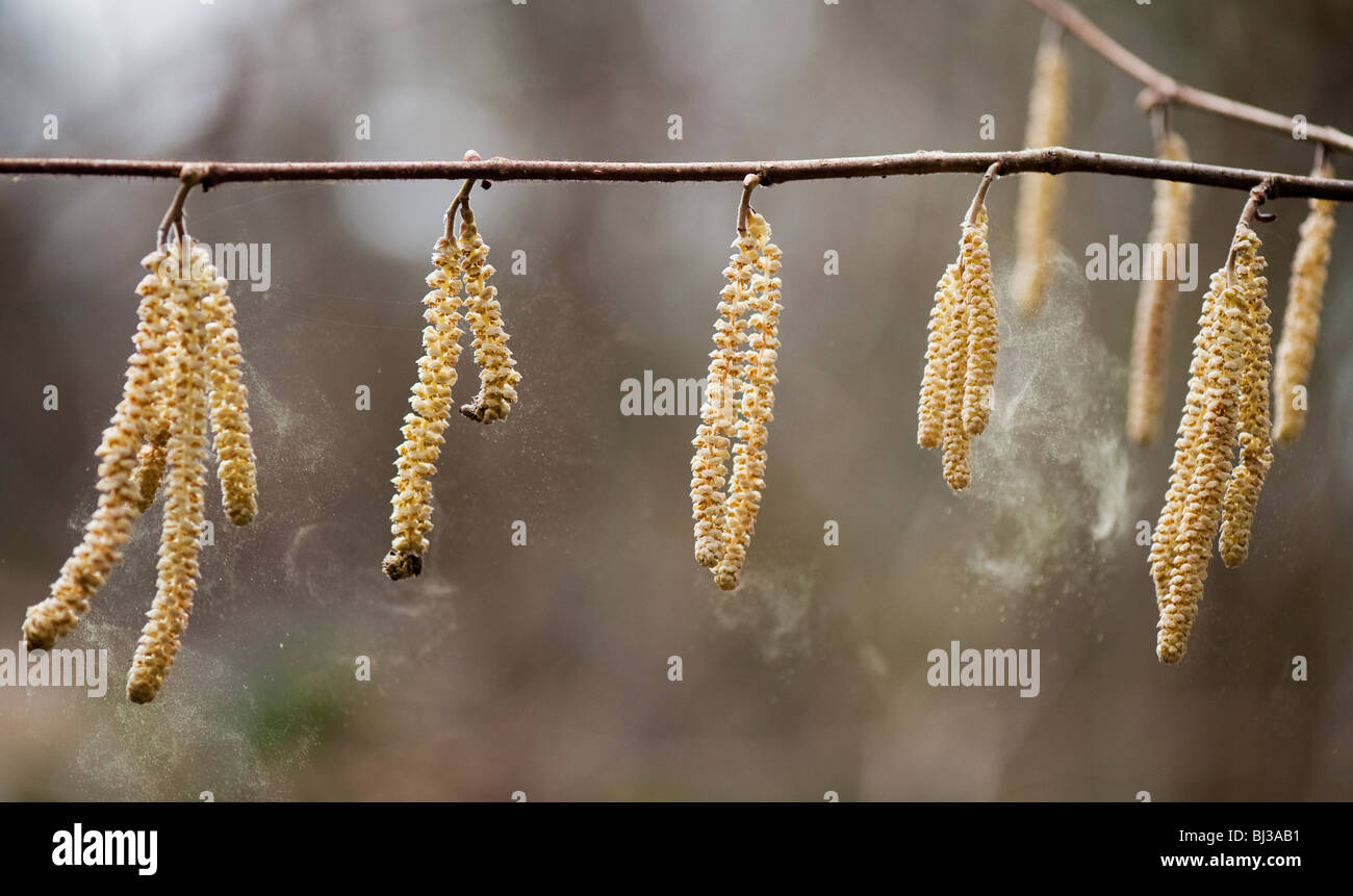 Corylus avellana. Common Hazel catkins releasing pollen in spring. UK Stock Photo