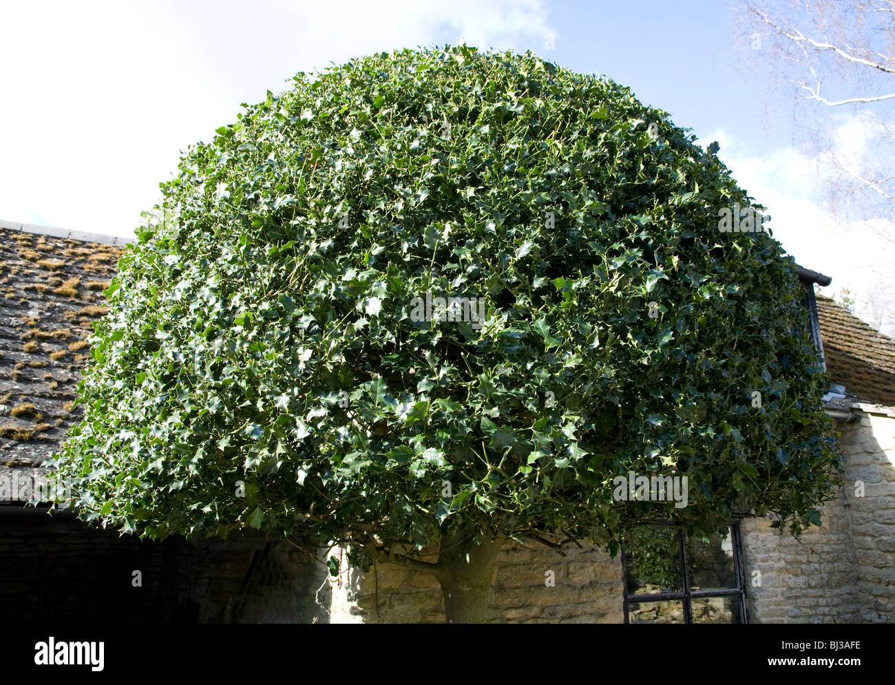Shaped holly tree in private garden, Northamptonshire Stock Photo - Alamy