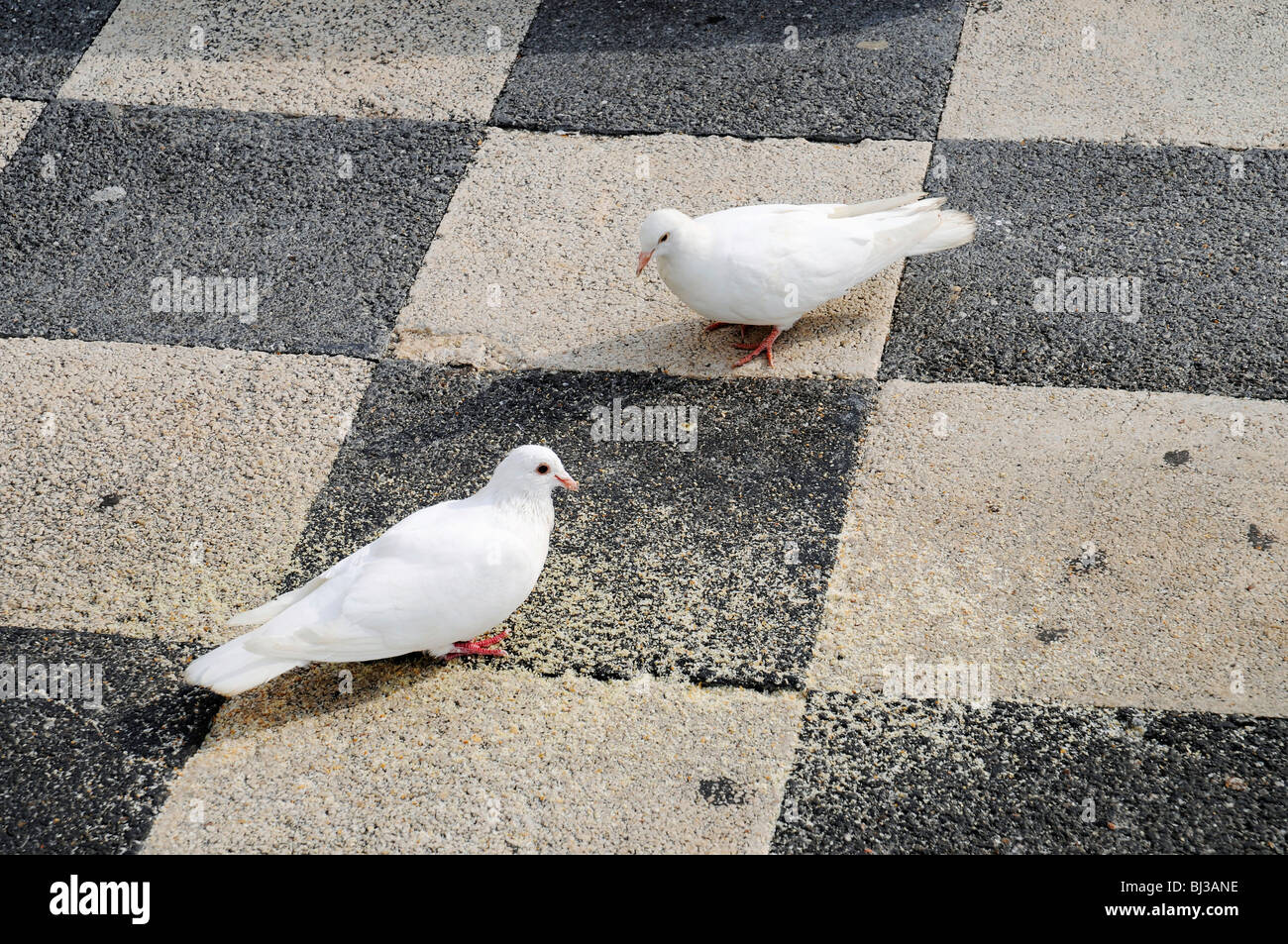 Doves, pavement, checkerboard pattern, Benidorm, Costa Blanca, Provinz Alicante, Spanien, Europa Stock Photo