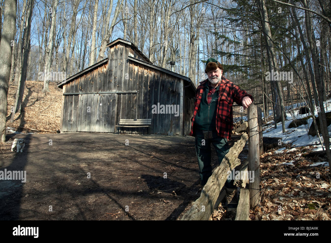 Farmer at Forest Food Production and Maple Syrup or Maple syrup Harvest