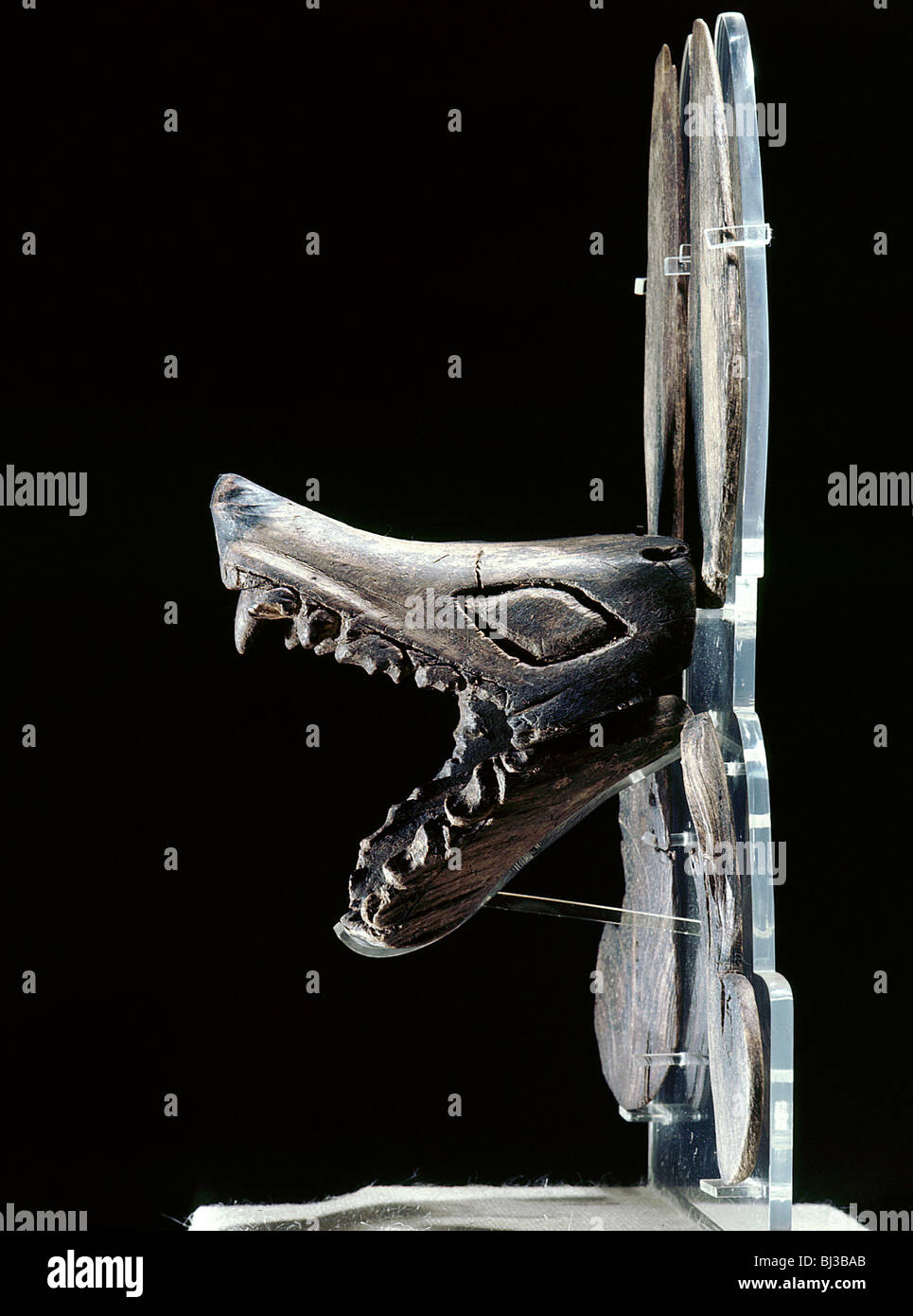 Wolf Head Ceremonial Effigy Native American Calusa Key Dwellers 800 1400 Artist Werner Forman Stock Photo Alamy
