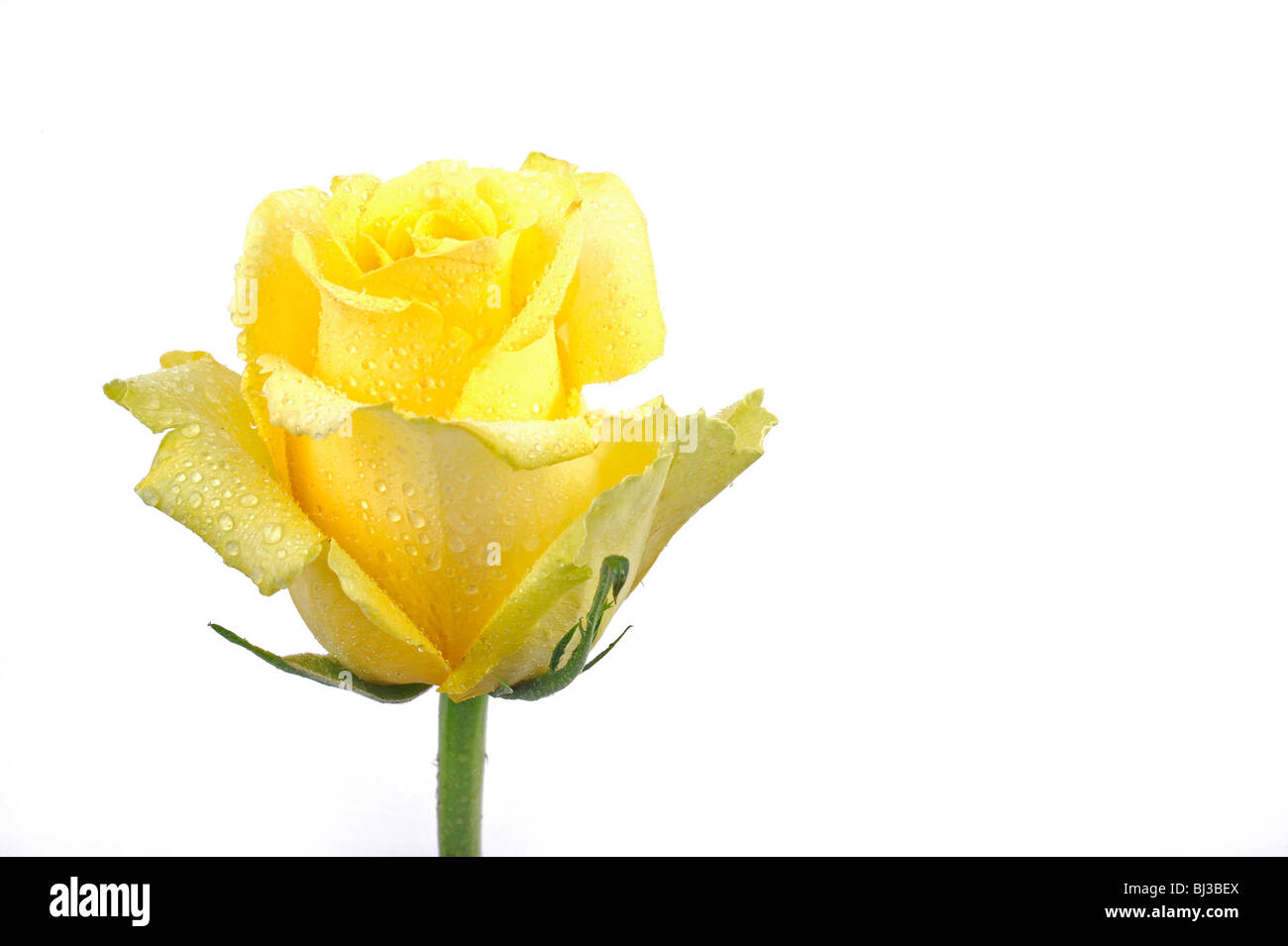 Yellow rose rosa dew drops hi-res stock photography and images - Alamy