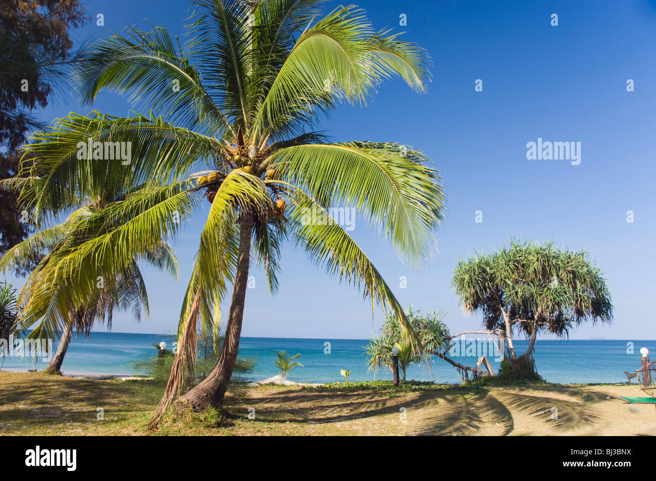 Coconut palm, Long Beach or Phra Ae Beach, Ko Lanta or Koh Lanta island, Krabi, Thailand, Asia Stock Photo
