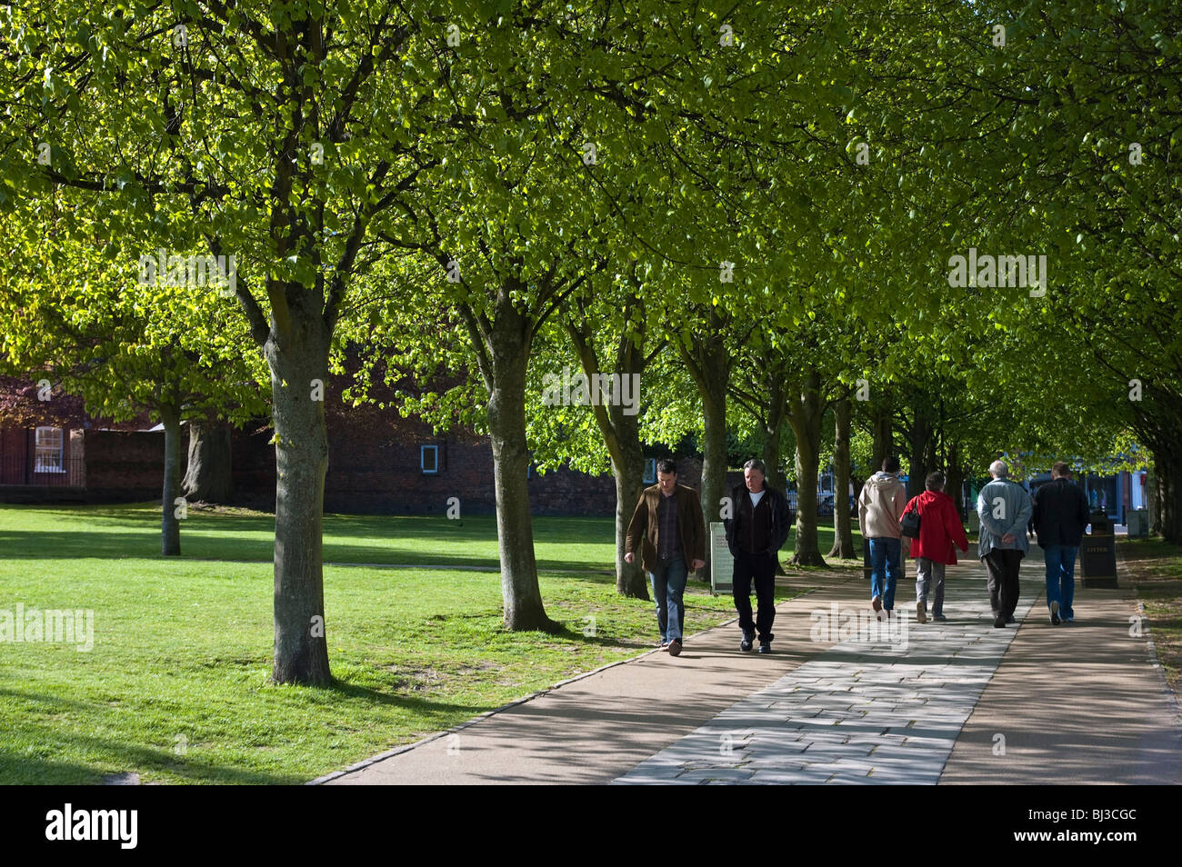 Avenue of trees leading to Winchester Cathedral Stock Photo