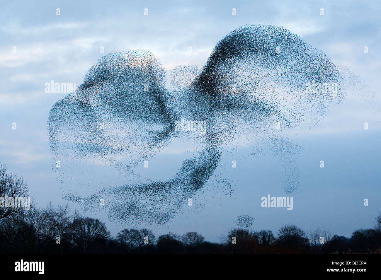 Starling (Sturnus vulgaris) flock or 'murmuration' above Ham Wall RSPB reserve Somerset UK winter Stock Photo