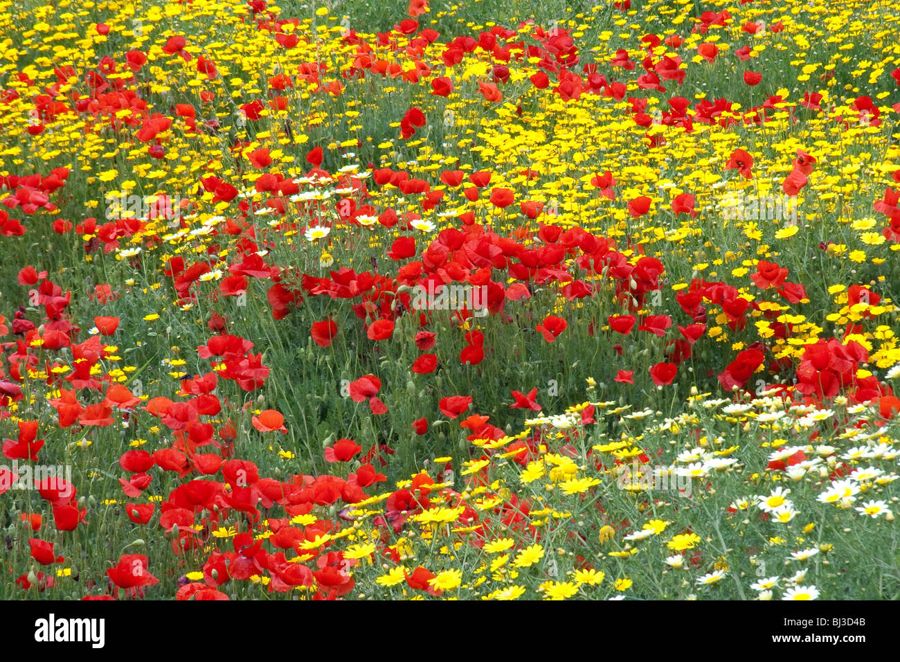 Flower meadow in Rethimno, Crete, Greece, Europe Stock Photo
