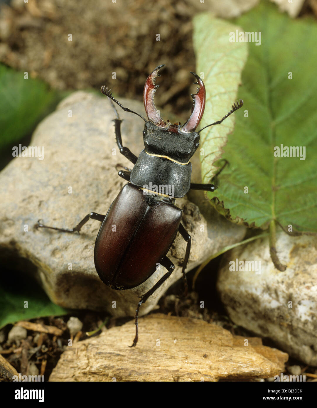 Male stag beetle (Lucanus cervus) on leaf litter with large mandibles Stock Photo
