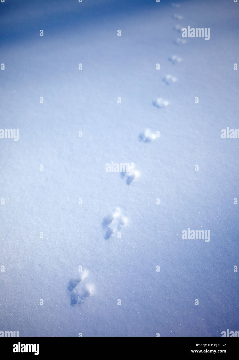 European red squirrel ( sciurus vulgaris ) tracks on fresh new snow , Finland Stock Photo