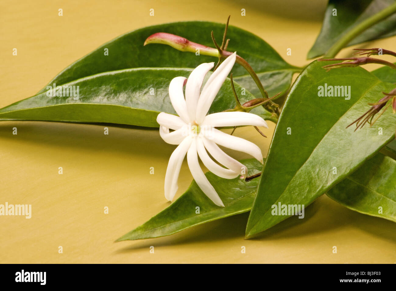 White jasmine closeup on yellow background Stock Photo Alamy