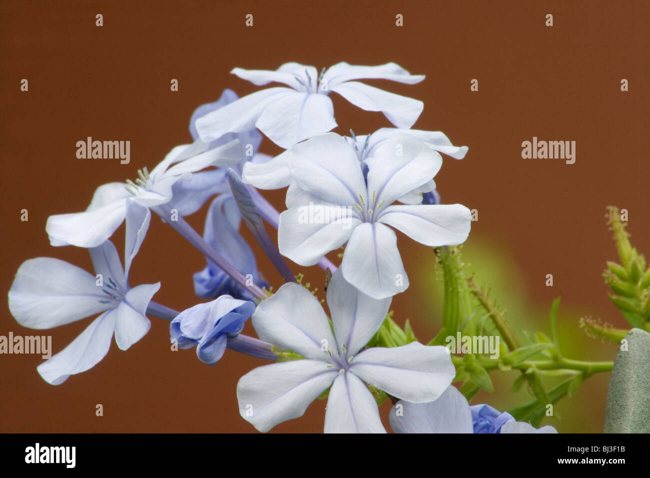 Blue jasmine Cut Out Stock Images & Pictures - Alamy