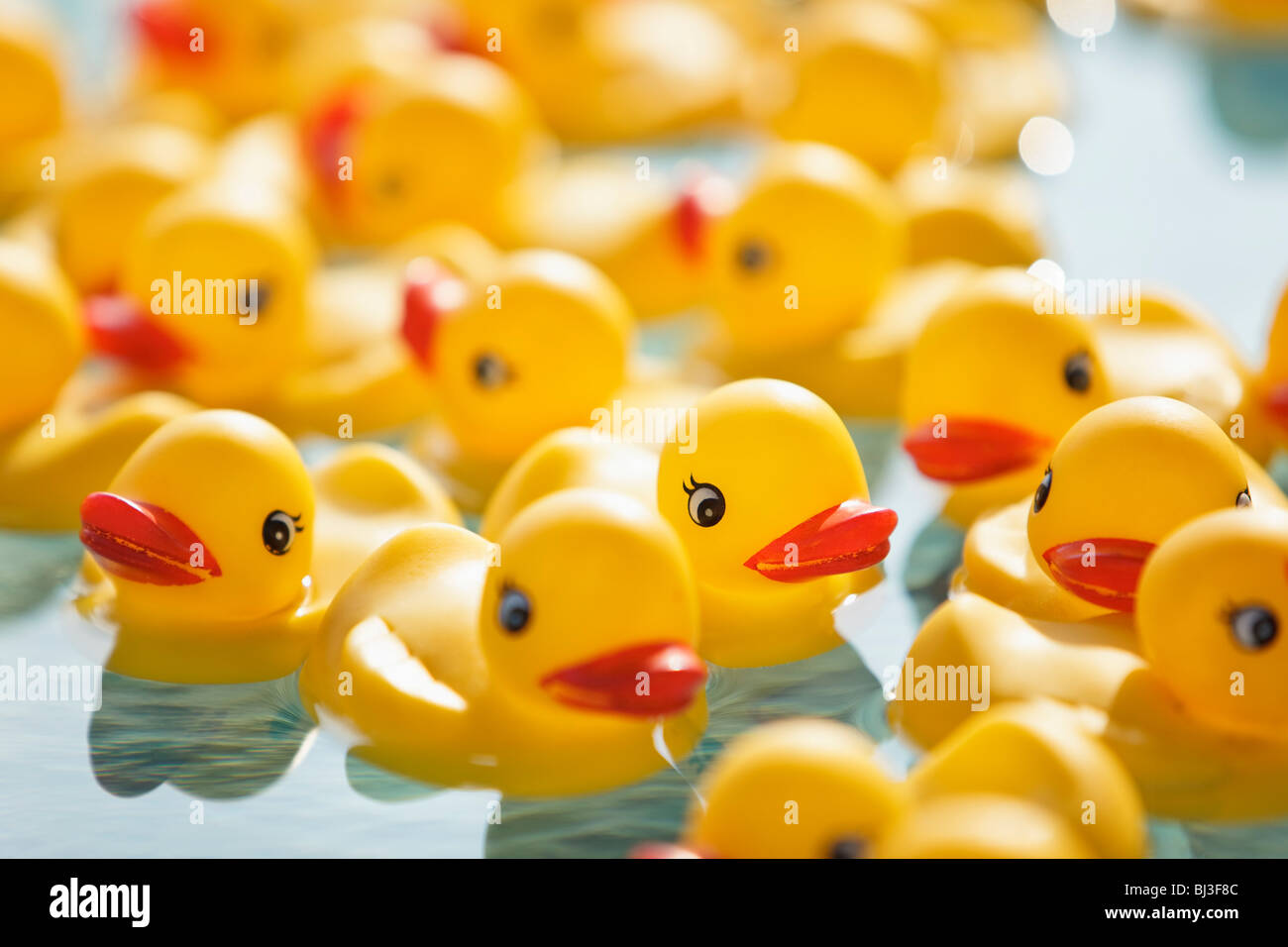 Many rubber ducks floating in pool Stock Photo