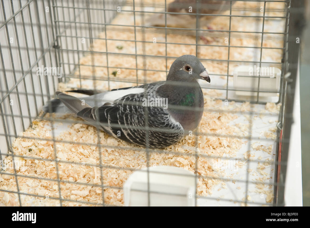 Pigeon in a cage - an entrant in a competition at The Great Yorkshire ...