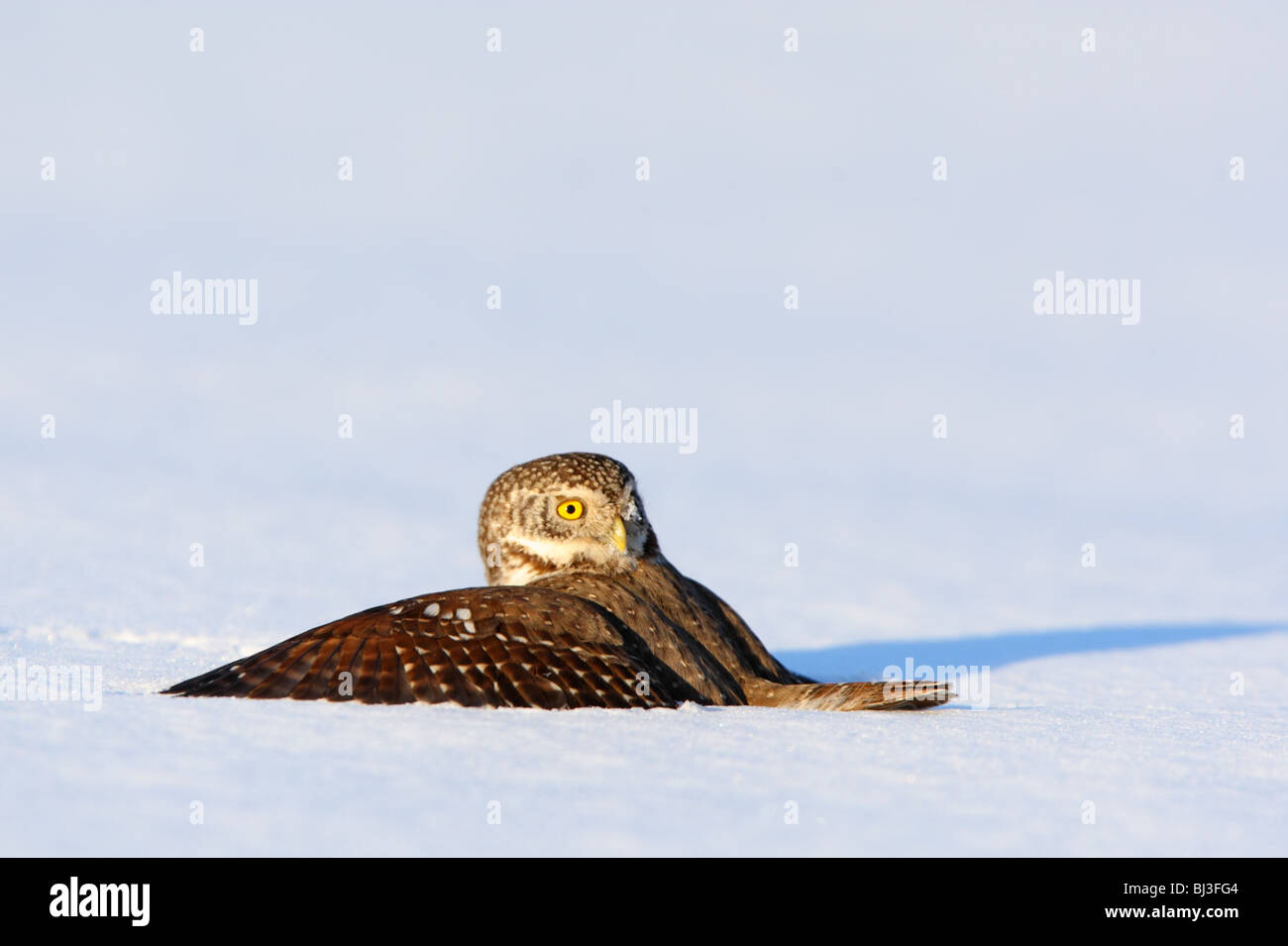 Pygmy Owl (Glaucidium passerinum) has landed on snow to catch a prey Stock Photo