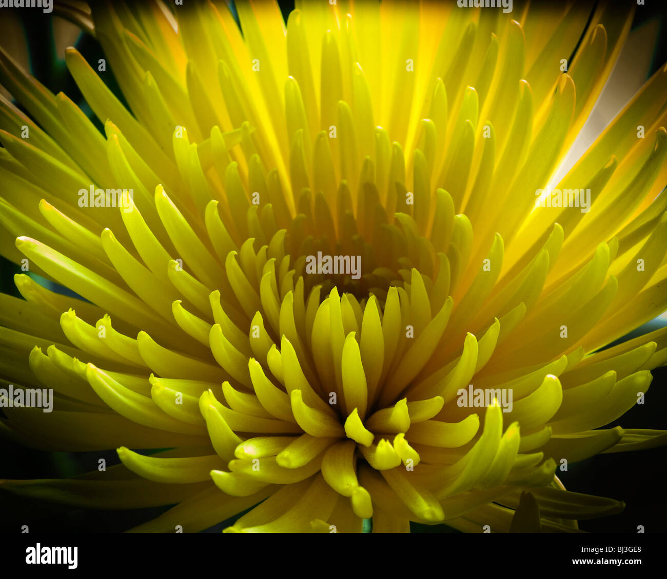 Close of of Yellow Spider Chrysanthemum bathed in early morning light. Stock Photography by cahyman. Stock Photo