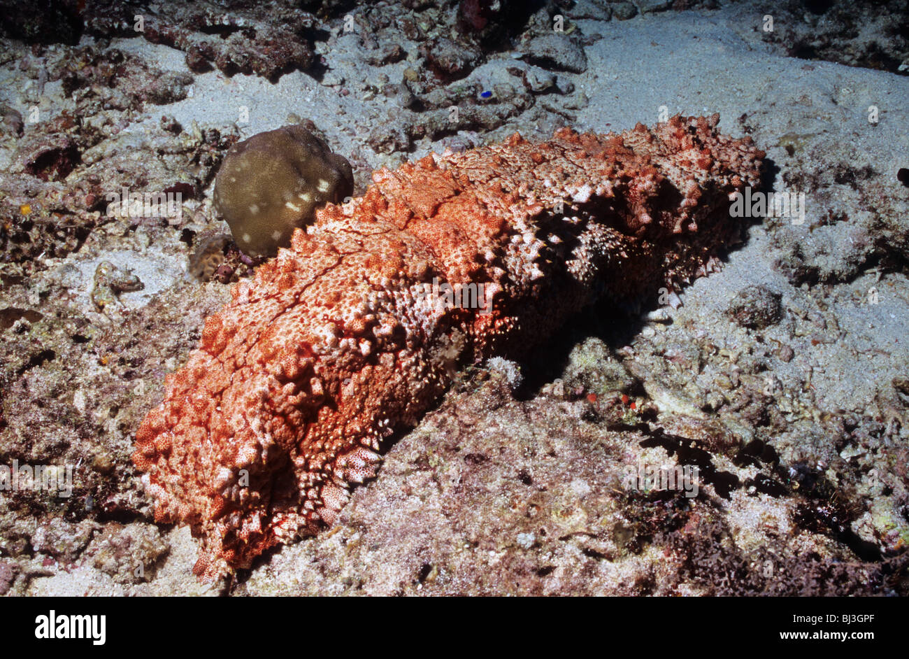 Giant sea cucumber, underwater in the Flores Sea. Komodo National Park