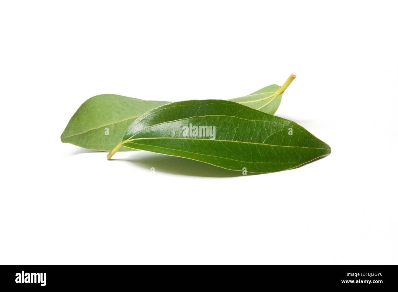Cinnamon tree hires stock photography and images Alamy