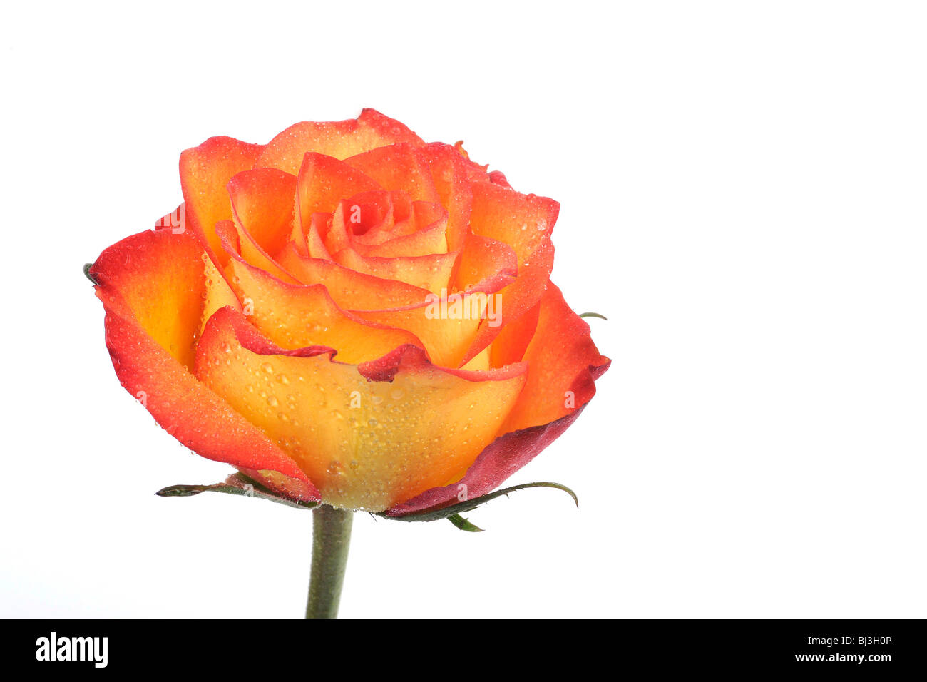 Rose (Rosa), with dew drops Stock Photo