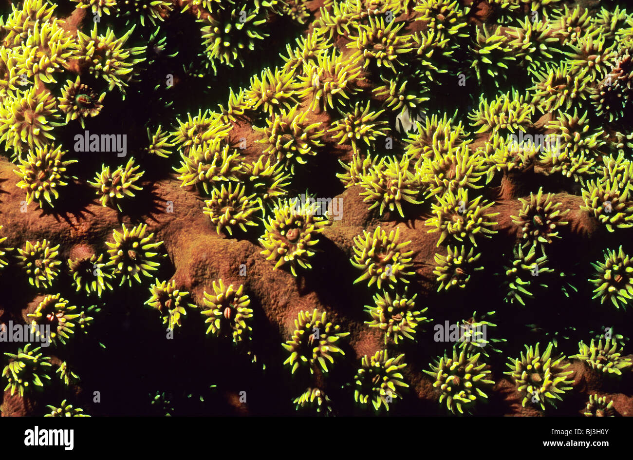 Green cup coral. Tubastraea Micranthus. underwater in the Flores Sea