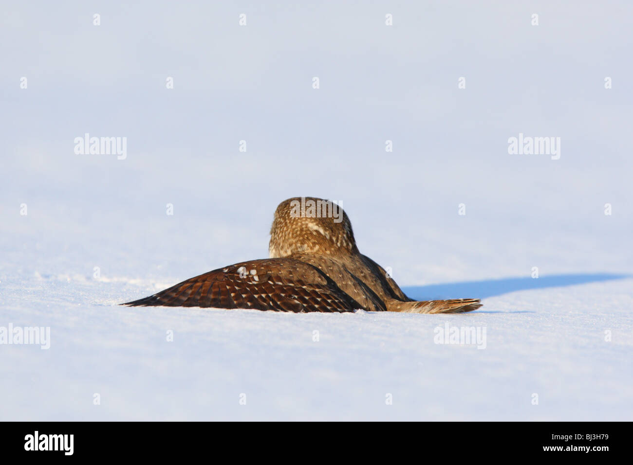 Pygmy Owl (Glaucidium passerinum) has landed on snow to catch a prey Stock Photo