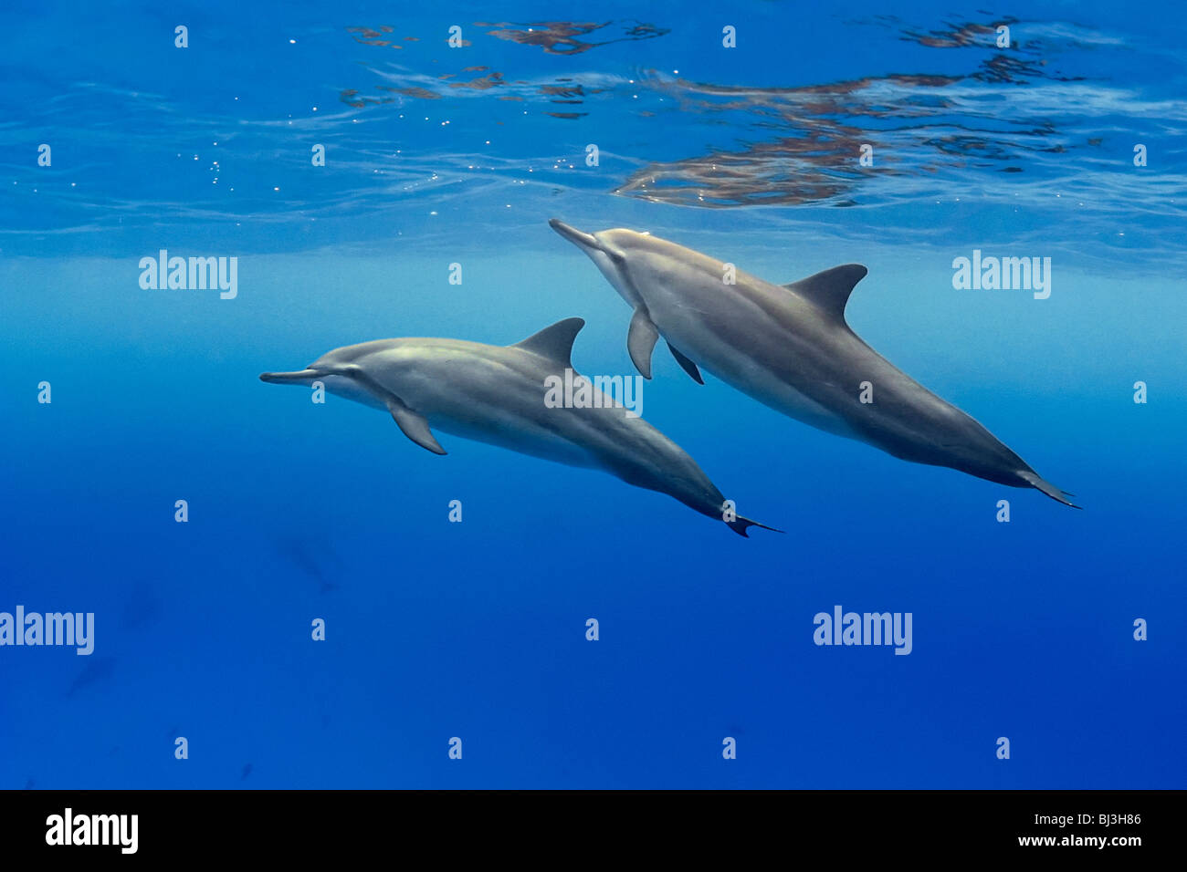 Hawaiian spinner dolphins, Stenella longirostris, Honomalino Bay, Milolii, Big Island, Hawaii, USA, Pacific Ocean Stock Photo