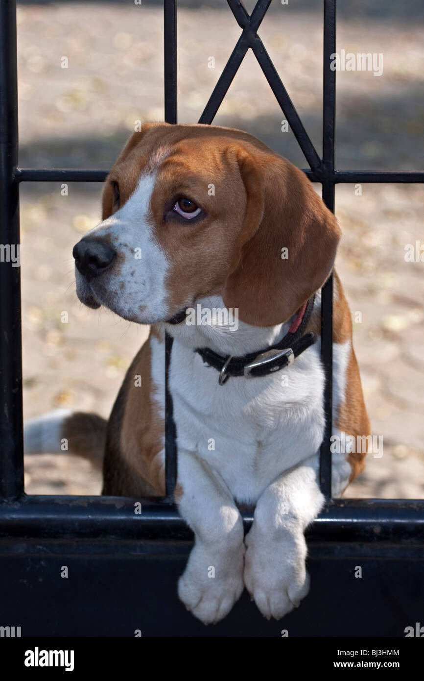 Beagle as a watchdog Stock Photo