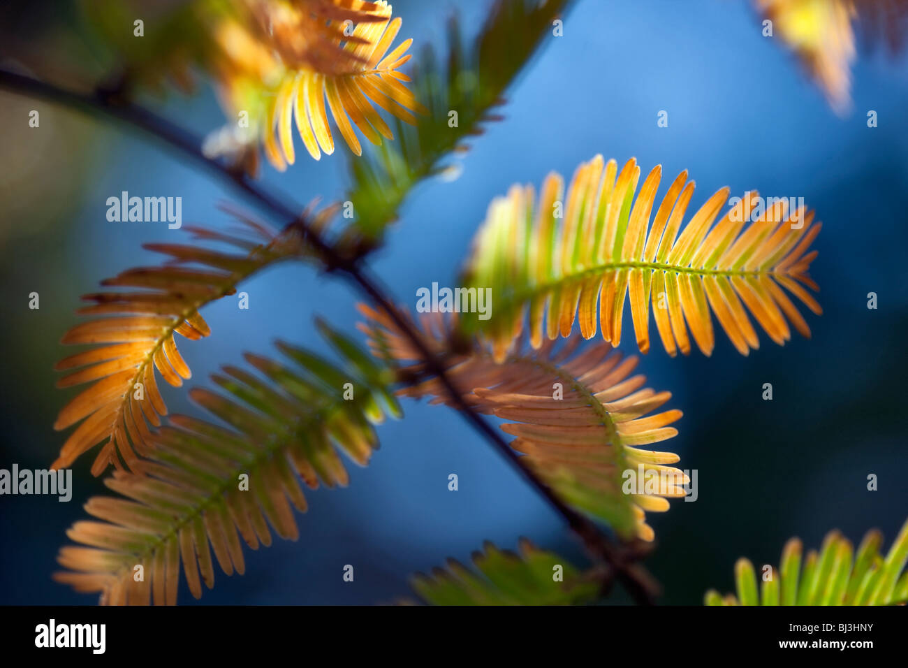 Close up of Dawn Redwood (Metasequoia glyptostoboides) in fall color ...