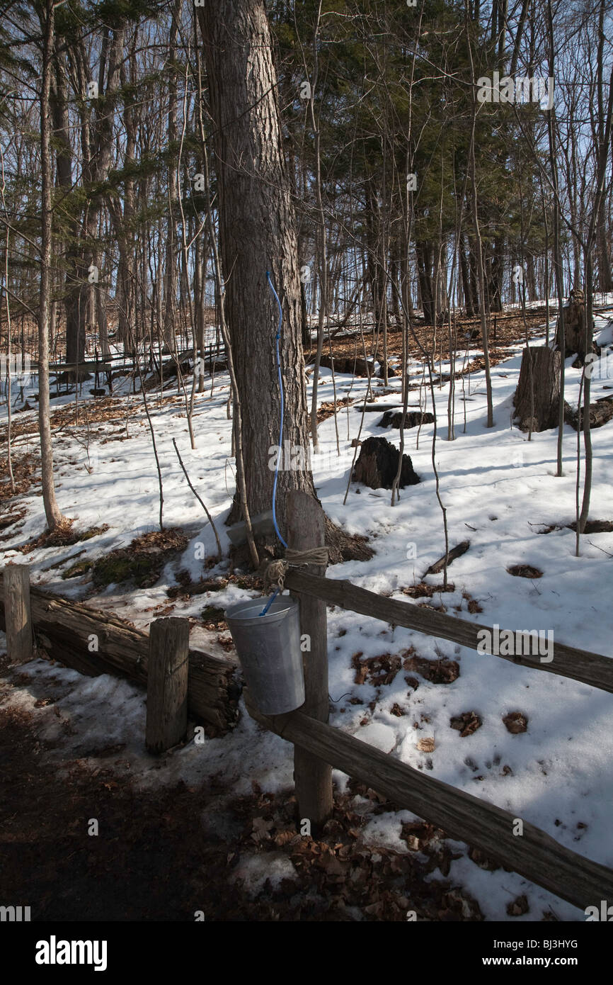 Forest Food Production and Maple Syrup or Maple syrup Harvest in
