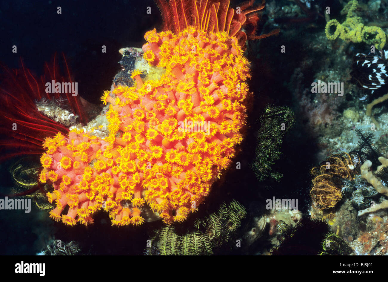 Orange cup coral. Tubastraea Coccinea. underwater in the Flores Sea